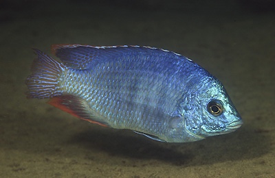 Protomelas dejunctus 'Chinyamwezi Island'